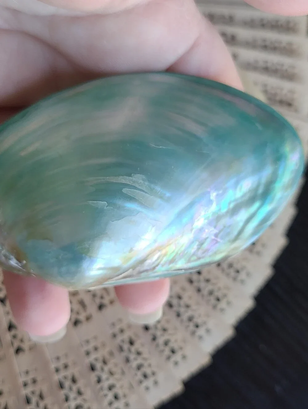 Iridescent Abalone Shell Pair - Cream & Seafoam Green